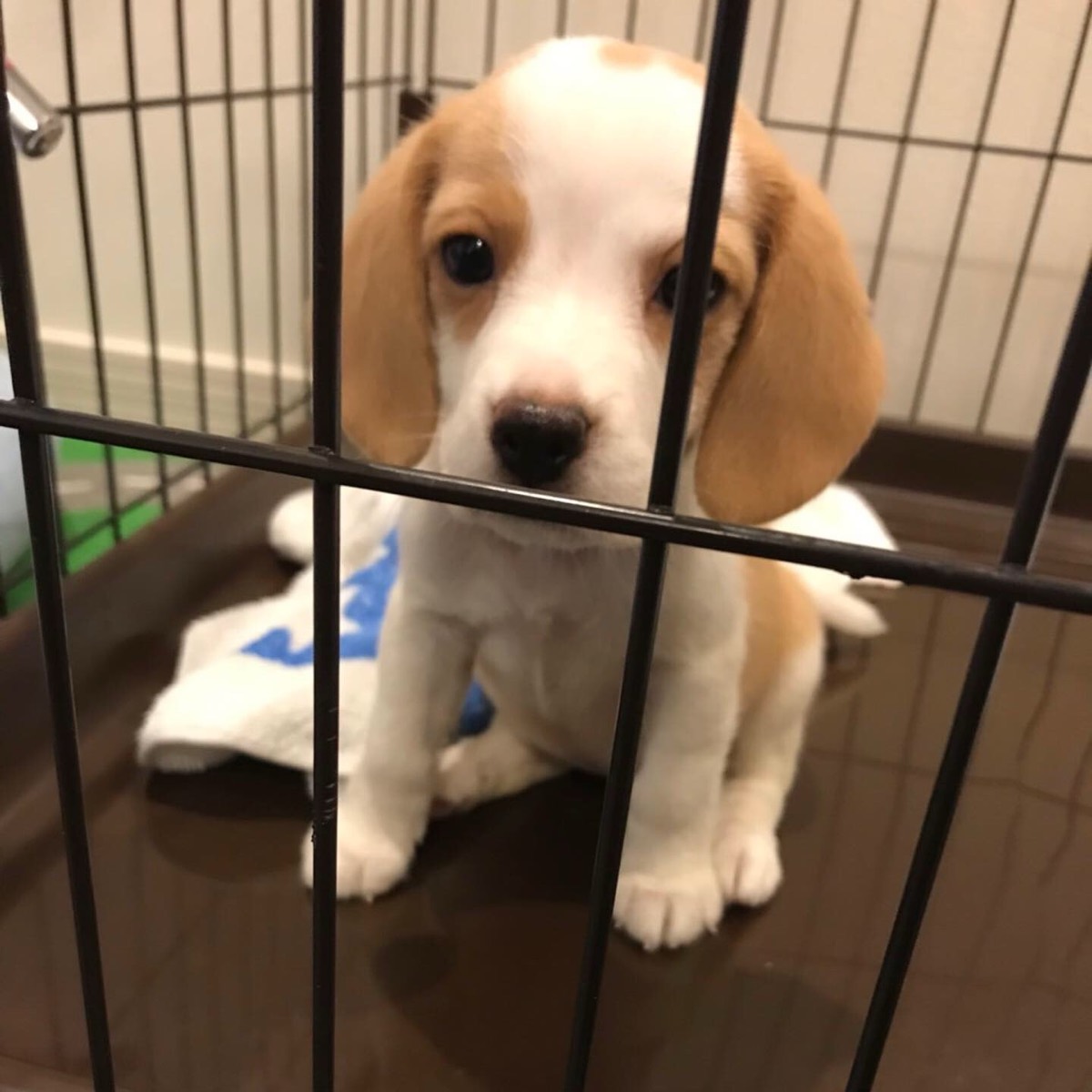 リモーネ 子犬時代 ケージ